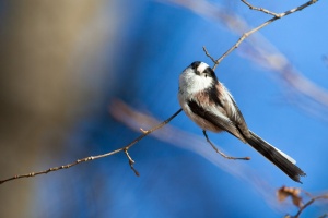 Aegithalos caudatus (Mésange à longue queue)