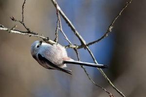 Aegithalos caudatus (Mésange à longue queue)