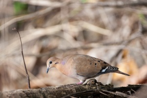 Zenaida aurita (Tourterelle à queue carrée)