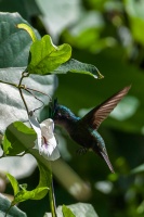 Orthorhyncus cristatus (Colibri huppé)