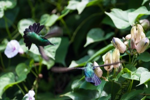 Eulampis holosericeus (Colibri falle-vert), Orthorhyncus cristatus (Colibri huppé)