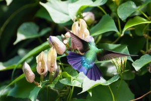 Eulampis holosericeus (Colibri falle-vert)