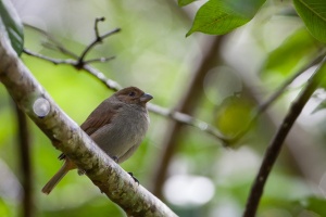 Loxigilla noctis (Sporophile rougegorge)