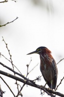 Butorides virescens (Héron vert)