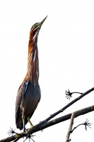 Butorides virescens (Héron vert)