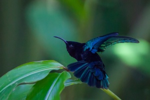 Eulampis jugularis (Colibri madère)