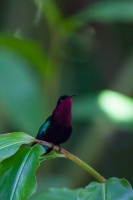 Eulampis jugularis (Colibri madère)