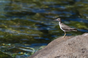 Actitis macularius (Chevalier grivelé)