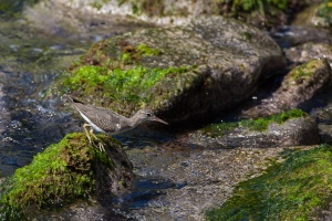 Actitis macularius (Chevalier grivelé)