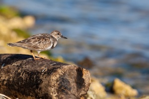 Arenaria interpres (Tournepierre à collier)