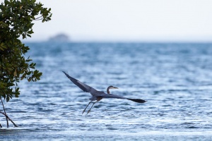 Ardea herodias (Grand héron)