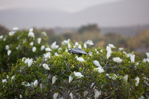 Bubulcus ibis (Héron garde-boeufs)