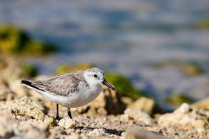 Calidris alba (Bécasseau sanderling)