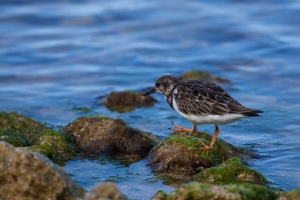 Arenaria interpres (Tournepierre à collier)