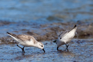 Calidris alba (Bécasseau sanderling)