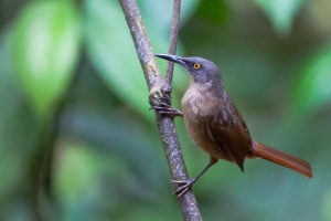 Cinclocerthia ruficauda (Trembleur brun)