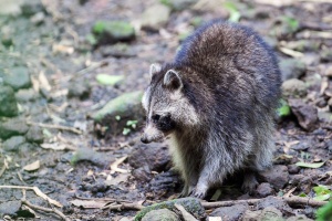 Procyon lotor minor (Racoon)