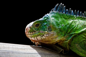 Iguana delicatissima (Iguane des Petites Antilles)