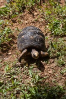 Chelonoidis carbonaria (Tortue charbonnière)