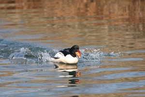 Mergus merganser (Harle bièvre)