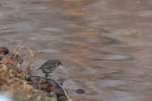 Anthus spinoletta (Pipit spioncelle)