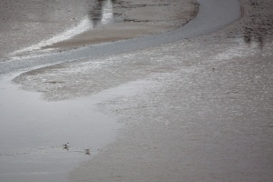 Chroicocephalus ridibundus (Mouette rieuse)