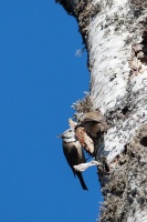 Lophophanes cristatus (Mésange huppée)