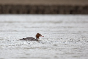 Mergus merganser (Harle bièvre)