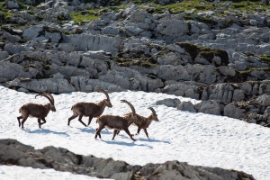 Capra ibex (Bouquetin)