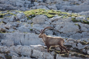 Capra ibex (Bouquetin)