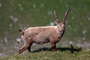 Capra ibex (Bouquetin)