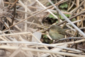 Phylloscopus collybita (Pouillot véloce)