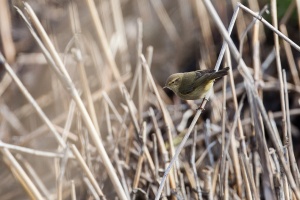 Phylloscopus trochilus (Pouillot fitis)