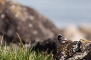 Phoenicurus ochruros (Rougequeue noir)