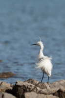 Egretta garzetta (Aigrette garzette)