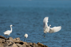 Egretta garzetta (Aigrette garzette)