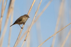 Phylloscopus collybita (Pouillot véloce)