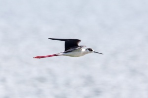 Himantopus himantopus (Echasse blanche)