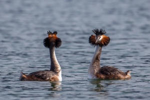 Podiceps cristatus (Grèbe huppé)