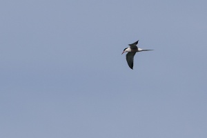 Sterna hirundo (Sterne pierregarin)