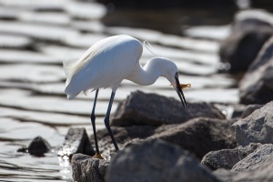 Egretta garzetta (Aigrette garzette)