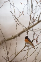 Phoenicurus phoenicurus (Rouge-queue à front blanc)