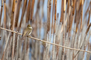 Phylloscopus trochilus (Pouillot fitis)