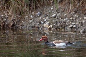 Netta rufina (Nette rousse)