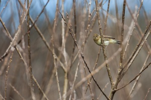 Phylloscopus collybita (Pouillot véloce)