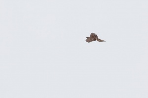 Accipiter gentilis (Autour des palombes)