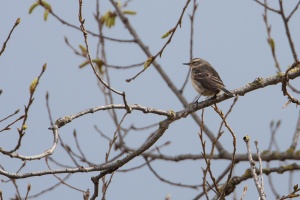 Anthus spinoletta (Pipit spioncelle)