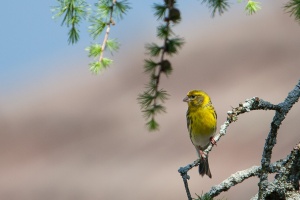 Serinus serinus (Serin cini)