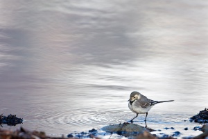 Motacilla cinerea (Bergeronnette des ruisseaux)