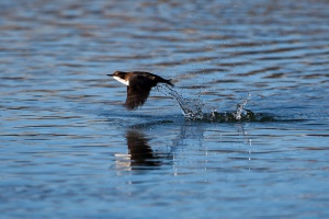 Cinclus cinclus (Cincle plongeur)